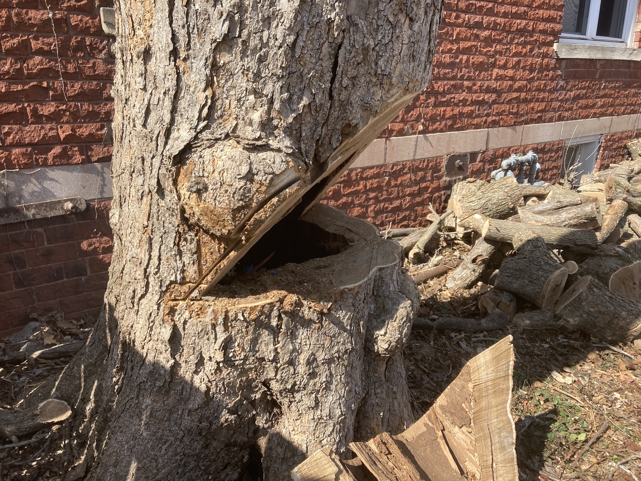 Felled trunk cut through at the base with logs stacked alongside